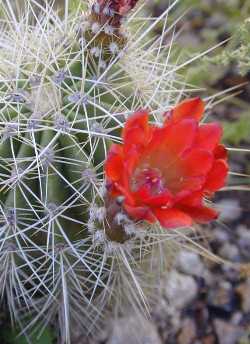 Mexican Claret Cup(Echinocereus coccineus ssp. coccineus )