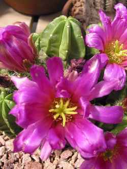 (Echinocereus viereckii ssp. morricalii )