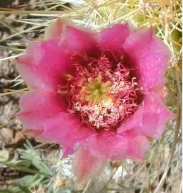 Nichol's Hedgehog, Golden Hedgehog(Echinocereus nicholii)