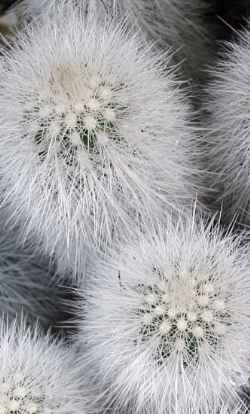 (Echinocereus nivosus)