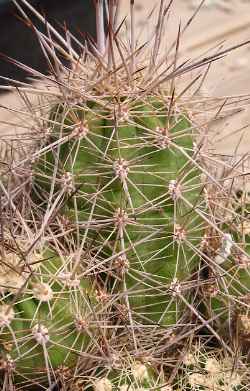 (Echinocereus polyacanthus ssp. pacificus )