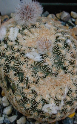 (Echinocereus reichenbachii ssp. reichenbachii )