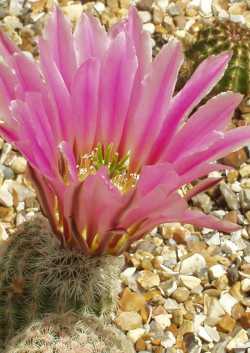 Comb Hedgehog(Echinocereus pectinatus)