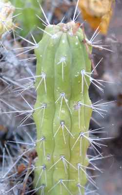 Snake Cactus(Echinocereus pensilis)