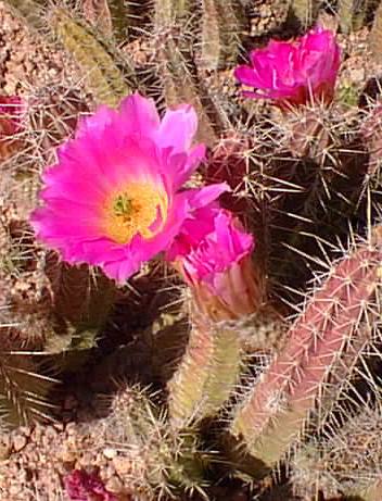 Lady Finger Cactus(Echinocereus pentalophus)