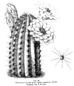 Mojave Mound Cactus(Echinocereus polyacanthus)