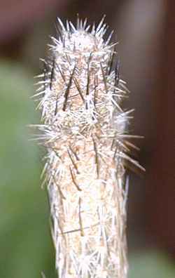 Sacasil, Zocoxochitl(Echinocereus poselgeri)