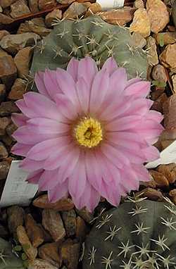 (Echinocereus pulchellus)