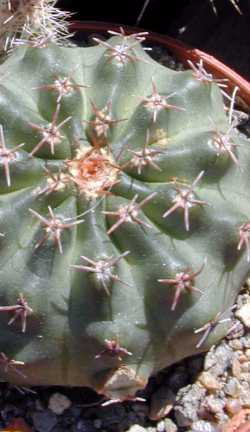 (Echinocereus pulchellus)