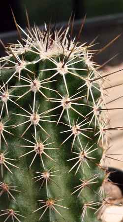 (Echinocereus fendleri ssp. rectispinus )