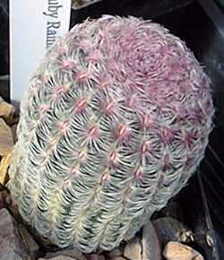 Arizona Rainbow Hedgehog Cactus, Cabeza de Viejo(Echinocereus rigidissimus)