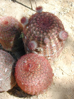 Arizona Rainbow Hedgehog Cactus, Cabeza de Viejo(Echinocereus rigidissimus)