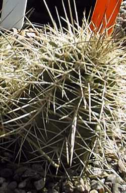 Lloyd's Hedgehog Cactus(Echinocereus Χ roetteri)
