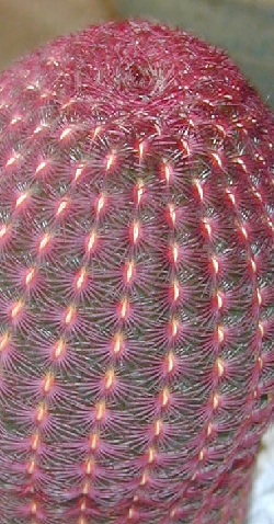 (Echinocereus rigidissimus ssp. rubispinus )