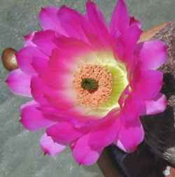 (Echinocereus rigidissimus ssp. rubispinus )