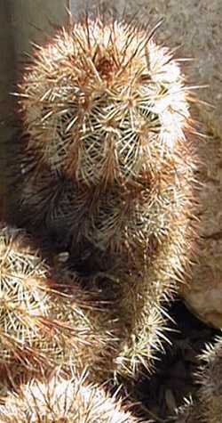 Varied Hedgehog(Echinocereus russanthus)