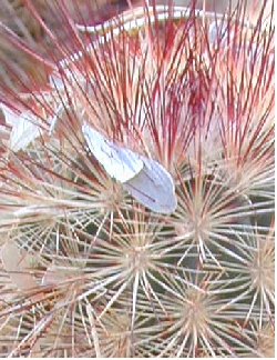 Varied Hedgehog(Echinocereus russanthus)