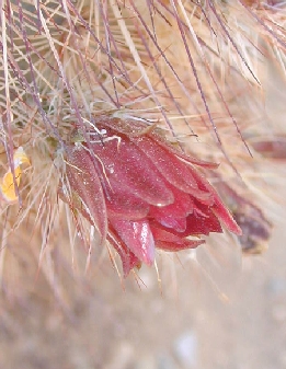 Varied Hedgehog(Echinocereus russanthus)