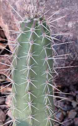 Choyita, Colgajito(Echinocereus scheeri ssp. scheeri )