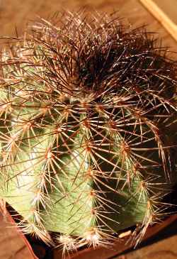 (Echinocereus adustus ssp. schwarzii )