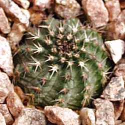 (Echinocereus pulchellus ssp. sharpii )