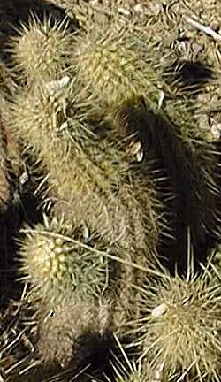 (Echinocereus spinigemmatus)