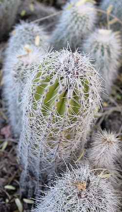 Biznaguita(Echinocereus stoloniferus)