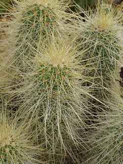 Straw-Colored Hedgehog (Echinocereus stramineus)