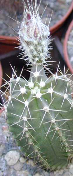 (Echinocereus subinermis ssp. ochoterenae )