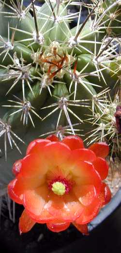 Claret Cup, Strawberry Cactus(Echinocereus triglochidiatus)