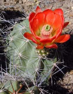 Claret Cup, Strawberry Cactus(Echinocereus triglochidiatus)