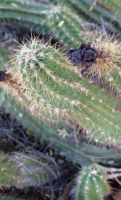 (Echinocereus viereckii)