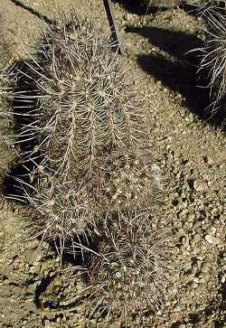 Nylon Hedgehog Cactus(Echinocereus viridiflorus var. viridiflorus )