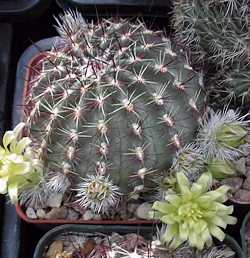 Nylon Hedgehog Cactus(Echinocereus viridiflorus var. viridiflorus )