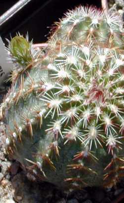 (Echinocereus viridiflorus var. montanus )