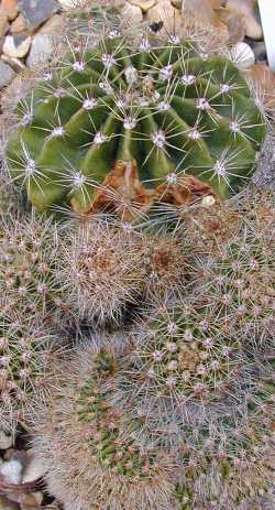 (Echinopsis 'Holly Gate')