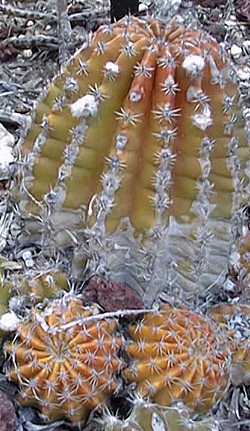 (Echinopsis 'Samantha Smith')