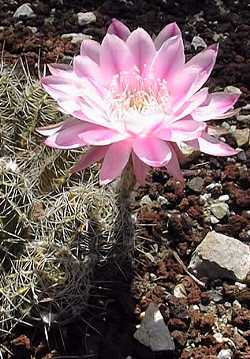 (Echinopsis 'Sonnet')