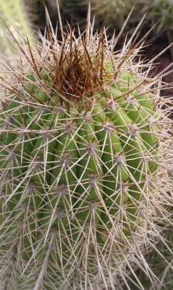 (Echinopsis angelesii)