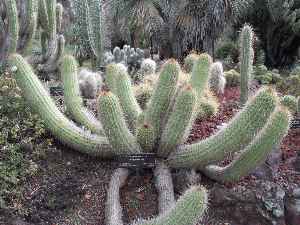 (Echinopsis angelesii)