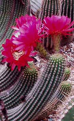 (Echinopsis calochlora)