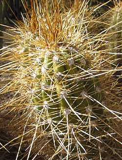 (Echinopsis candicans)