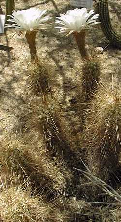 (Echinopsis candicans)