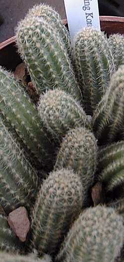 Peanut Cactus(Echinopsis chamaecereus)