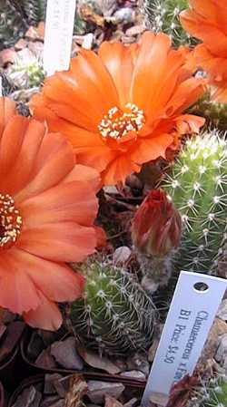 Peanut Cactus(Echinopsis chamaecereus)