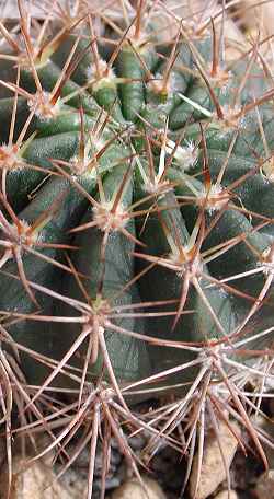 (Echinopsis comarapana)