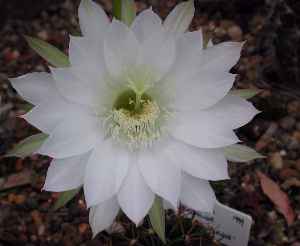 (Echinopsis coronata)