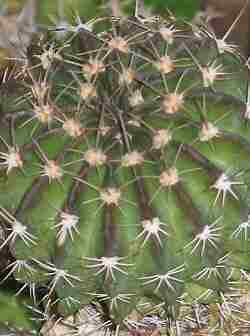 (Echinopsis coronata)