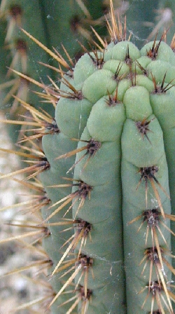 (Echinopsis cuzcoensis)