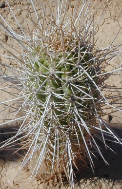 (Echinopsis deserticola)